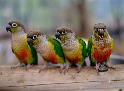 Four Green Cheek Conure