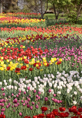 Blooming tulips on the embankment of Novosibirsk. Multi-colored flower bed with selective focus.  Siberia, Russia