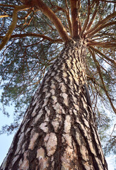 Fototapeta premium The trunk of a pine tree against the blue sky. The bark of a large, tall tree is close-up under the branches at the base. Siberia, Russia