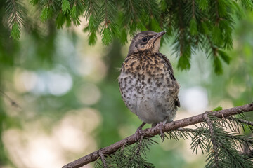 A fieldfare chick, Turdus pilaris, has left the nest and is sitting on a branch. A chick of fieldfare sitting and waiting for a parent on a branch.
