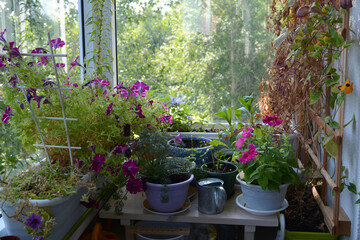 Small garden on the balcony with different flowers in pots and containers.