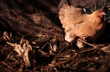 The mother hen brought a group of newly born chicks on the horse farm