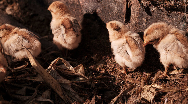 Close-up of newly born chickens at the horse farm