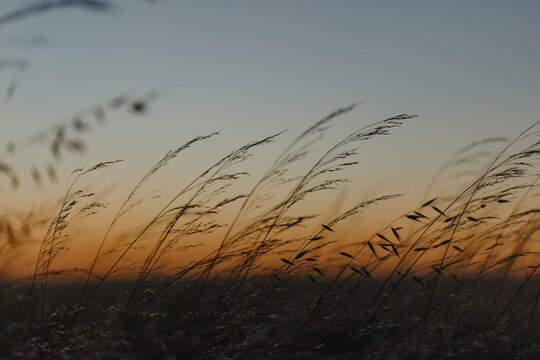 Plants at sunset