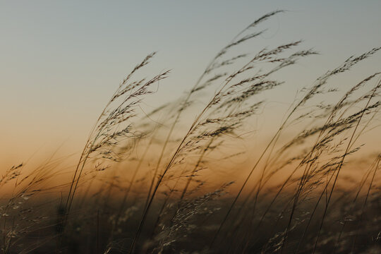 Plants at sunset