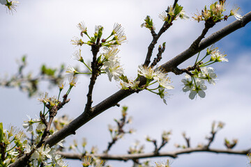plum blossom branches against the blue sky