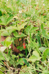 Small strawberry bush in forest. Red strawberries berry and white flowers in wild meadow, close up. hand picking strawberries.