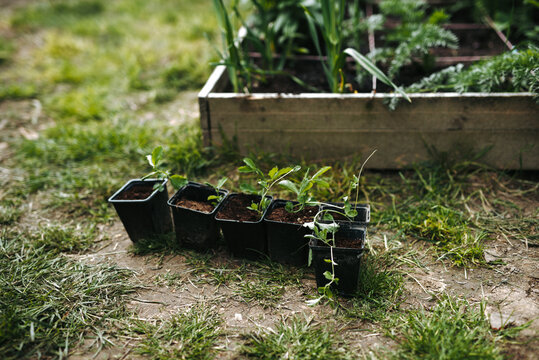 Sweet peas seedlings in plastic containers ready to plant in the garden