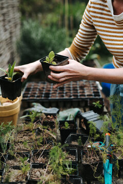 Female sorting flower pots with seedlings from sweet peas