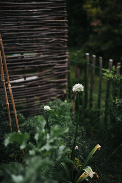 Square meter gardening with white garlic flowers blossoming