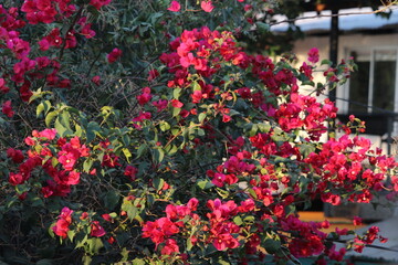 Fototapeta na wymiar Flores rosas en árbol