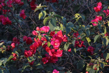 Flores Rosas 