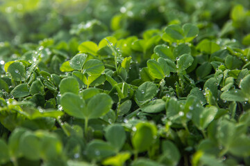Lush clover