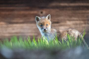 Portrait junger Fuchs