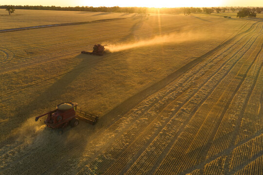 Headers Harvest Crop At Sunset In Australia