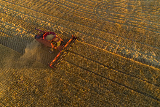 Header Harvesting Crop In Evening Sunlight