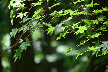 Background of sunlight shining on maple leaves