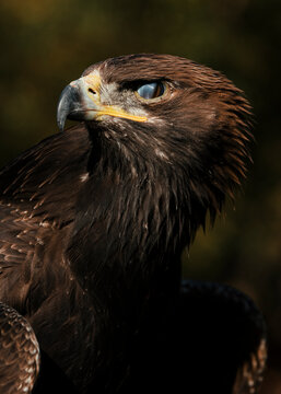 Close-up portrait of an eagle
