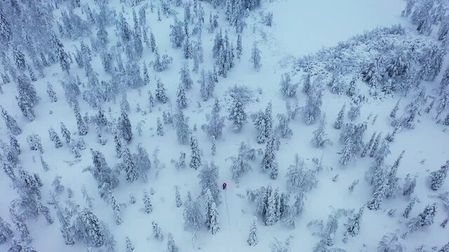 Aerial view of Santa trekking in snowy woodlands of cloudy Lapland - circling, drone shot