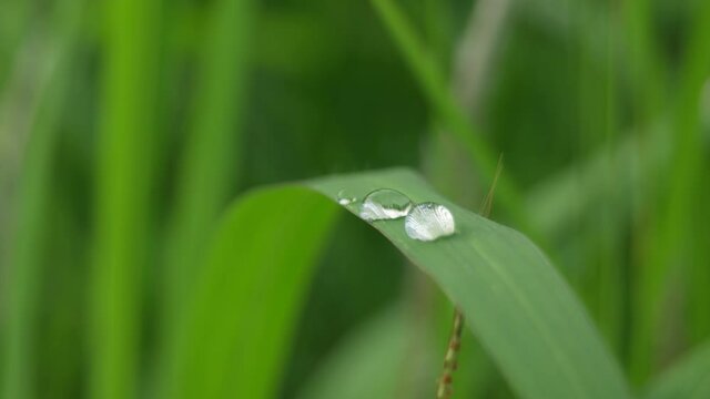 close-up of raindrops on grass leaves daun