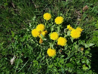 Obraz premium Yellow bright dandelion flowers in fields and meadows on sunny spring days