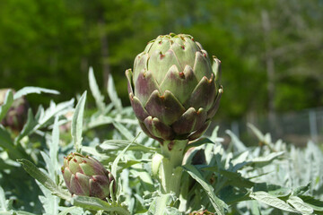 Artichoke in Garden With Blurred Green Plant Background