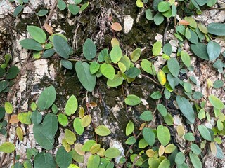 Different shades of green creeper leaves on the trunk of a tree.