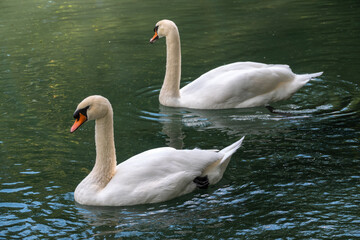 Two graceful white swans swim in the dark water.