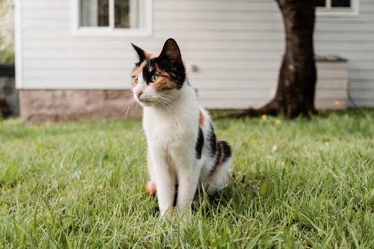 Calico Cat In Grass