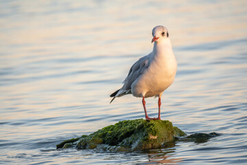 Seagull sits on stone cliff at the sea shore