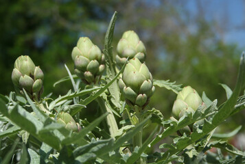 Artichoke in Garden With Blurred Green Plant Background
