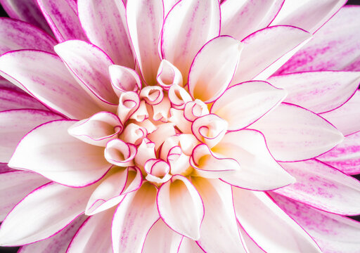 Fresh beautiful white and pink dahlia flower.