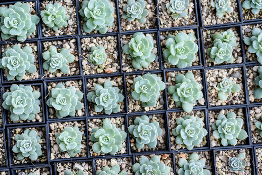 Beautiful green Plants in Small Pots in Order