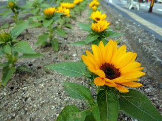 sunflower in the garden