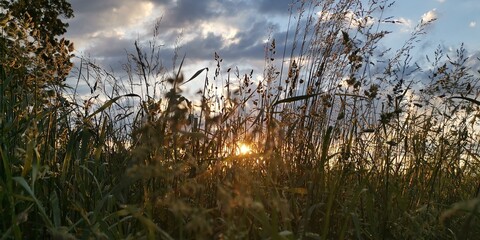 reeds at sunset