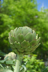 Artichoke in Garden With Blurred Green Plant Background