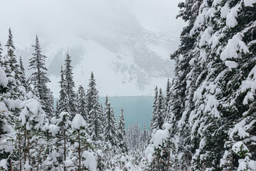 View of Lake Louise through snowy treetops