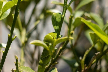 leaves