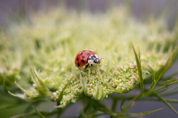 ladybird on carrot seed flower 