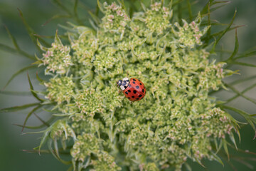 Ladybug on carrot seed flower 