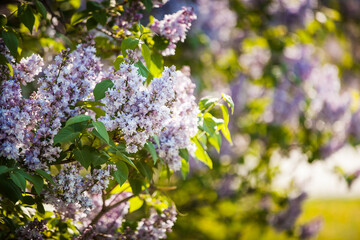 branches of blooming lilac in the rays of the dawn sun, lilac morning