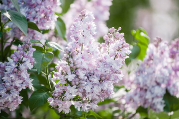 branches of blooming lilac in the rays of the dawn sun, lilac morning