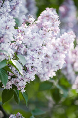 branches of blooming lilac in the rays of the dawn sun, lilac morning
