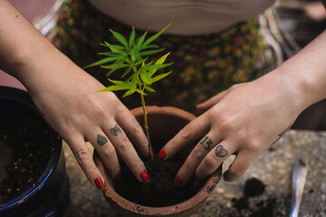 Tattooed hands on cannabis plant