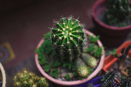 Spiky cactus plant from above