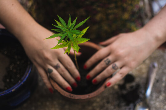 Woman tending to a cannabis plant