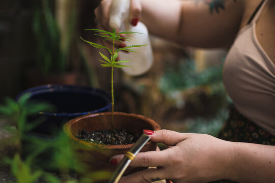 Plant lover