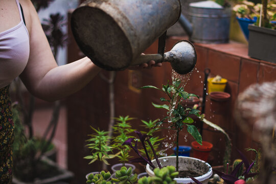 Gardening at home