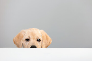 Portrait of labrador puppy peeking muzzle under white table on gray background with copy space. Curious puppy or dog or game of hide and seek with pet. Watching, seeing or know secrets.
