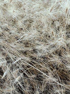 Pale white grass seed heads